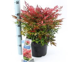 Nandina Domestica Obsessed Seika, pot 17 cm, h 40 cm