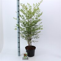 Nandina domestica 'Richmond' p 17, h 50 cm - afbeelding 2
