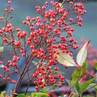 Nandina domestica 'Richmond' p 17, h 50 cm - afbeelding 2