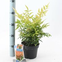 Nandina Domestica Sunset Boulevard Manon, pot 17 cm - afbeelding 2