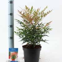 Nandina Domestica Sunset Boulevard Manon, pot 17 cm - afbeelding 3