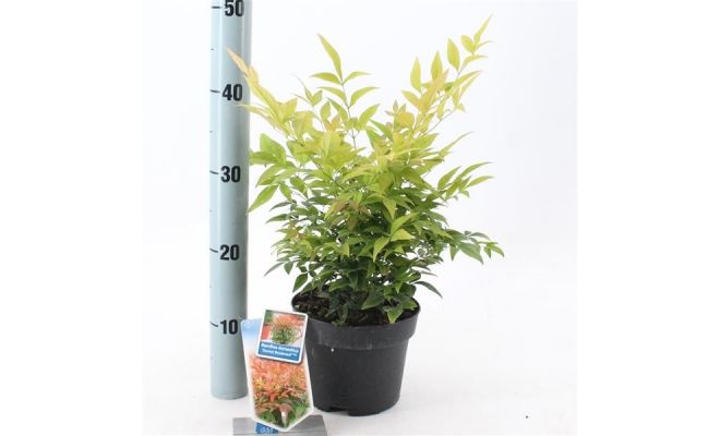 Nandina Domestica Sunset Boulevard Manon, pot 17 cm - afbeelding 1