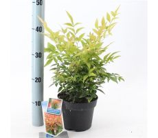 Nandina Domestica Sunset Boulevard Manon, pot 17 cm - afbeelding 1