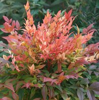 Nandina Domestica Sunset Boulevard Manon, pot 17 cm - afbeelding 4