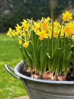 narcis tete a tete, pot 10,5 cm, h 25 cm - afbeelding 2