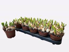 narcis tete a tete, pot 10,5 cm, h 25 cm - afbeelding 1