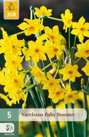 Narcissus Baby Boomer, 5 stuks