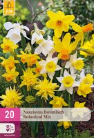 Narcissus Botanical Mix, 20 stuks