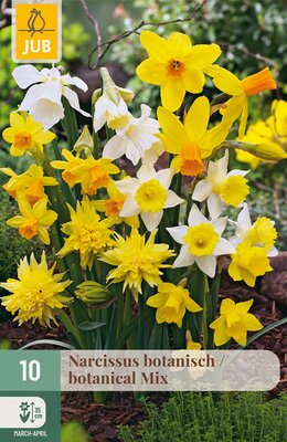 Narcissus Botanisch Mix, 10 stuks