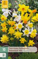 Narcissus Botanisch Mix, 10 stuks