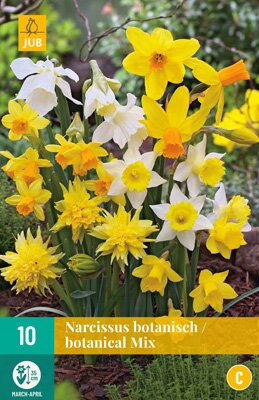 Narcissus botanisch mix 10 stuks