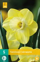 Narcissus cairngorm 5 stuks
