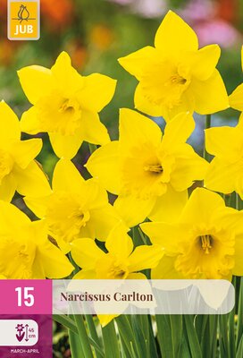 Narcissus Carlton, 15 stuks