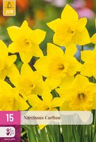 Narcissus Carlton, 15 stuks