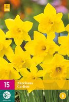 Narcissus carlton 15 stuks