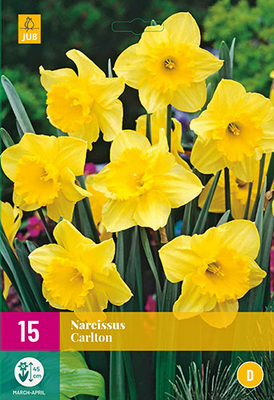 Narcissus carlton 15st - afbeelding 1