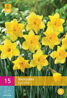 Narcissus carlton 15st - afbeelding 2