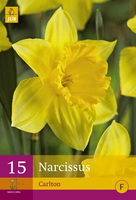 Narcissus carlton 15st - afbeelding 3