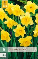 Narcissus Carlton, 5 stuks