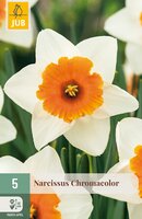 Narcissus Chromacolor, 5 stuks