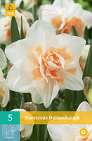Narcissus delnashaugh 5st - afbeelding 3