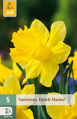 Narcissus Dutch Master, 5 stuks