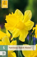 Narcissus Dutch Master, 5 stuks