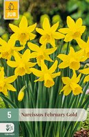 Narcissus February Gold, 5 stuks