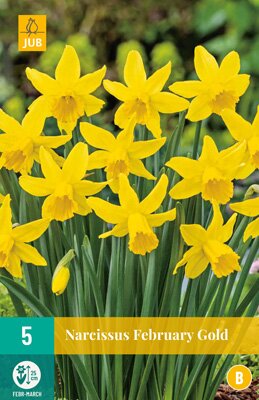 Narcissus february gold 5 stuks