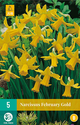 Narcissus february gold 5st - afbeelding 1
