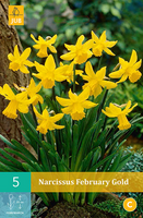 Narcissus february gold 5st - afbeelding 2