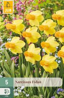 Narcissus Fidan, 5 stuks