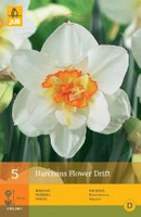 Narcissus flower drift 5st - afbeelding 4
