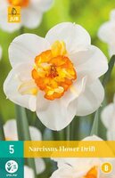 Narcissus flower drift 5st - afbeelding 1