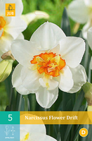 Narcissus flower drift 5st - afbeelding 3