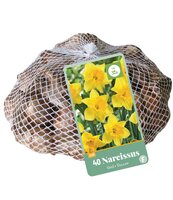 Narcissus Geel, 40 stuks