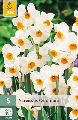 Narcissus Geranium, 5 stuks
