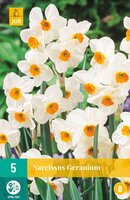Narcissus geranium 5 stuks