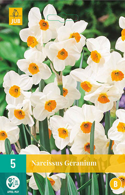 Narcissus geranium 5st - afbeelding 1