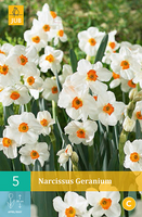 Narcissus geranium 5st - afbeelding 2