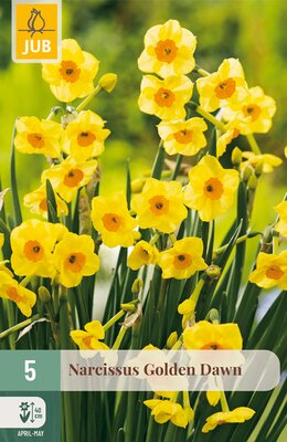 Narcissus Golden Dawn, 5 stuks