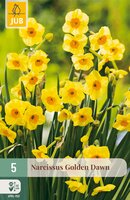 Narcissus Golden Dawn, 5 stuks