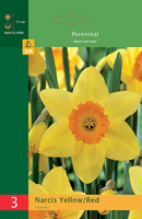 Narcissus grootkronig geel/rood 3st - afbeelding 2