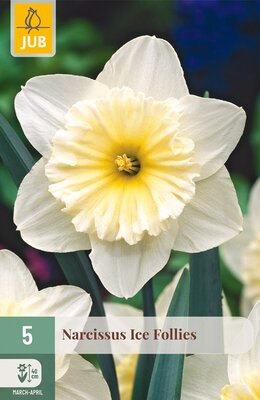 Narcissus Ice Follies, 5 stuks