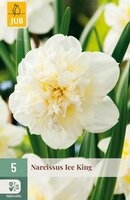 Narcissus Ice King, 5 stuks