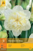 Narcissus ice king 5st - afbeelding 3