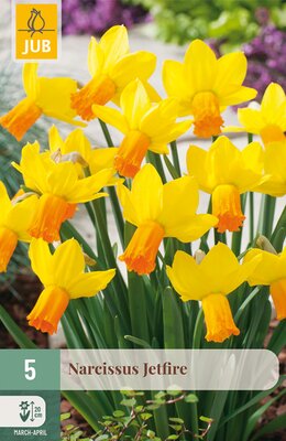 Narcissus Jetfire, 5 stuks