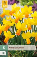 Narcissus Jetfire, 5 stuks