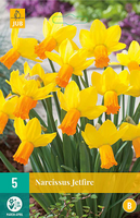 Narcissus jetfire 5st - afbeelding 3