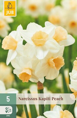 Narcissus Kapiti Peach, 5 stuks